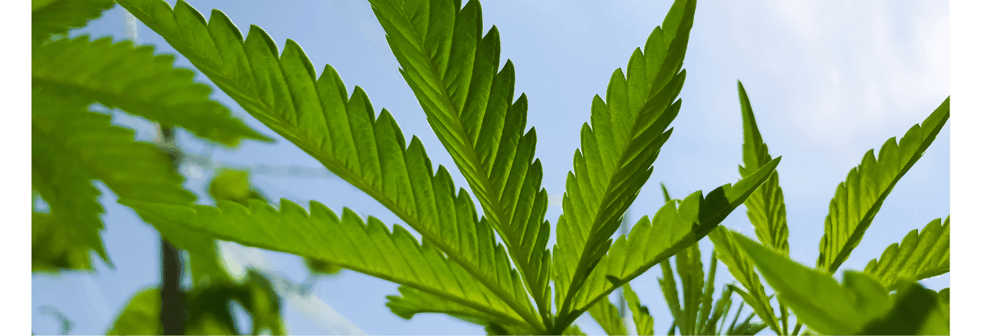 Nahaufnahme von Cannabispflanzen