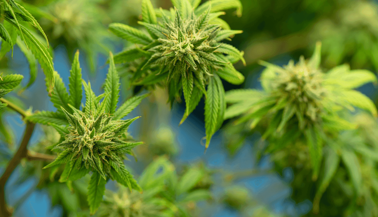 Cannabispflanzen draußen